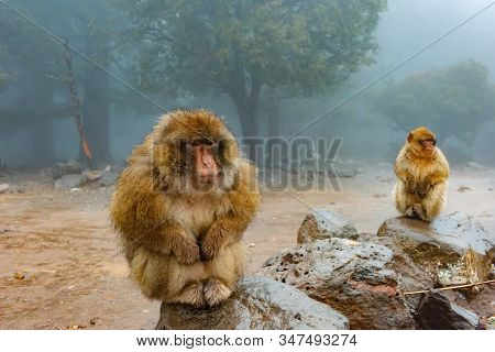 Barbary Macaque Monkeys Sitting On Ground In The Great Atlas Forests Of Morocco, Africa
