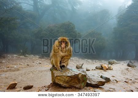 Barbary Macaque Monkeys Sitting On Ground In The Great Atlas Forests Of Morocco, Africa