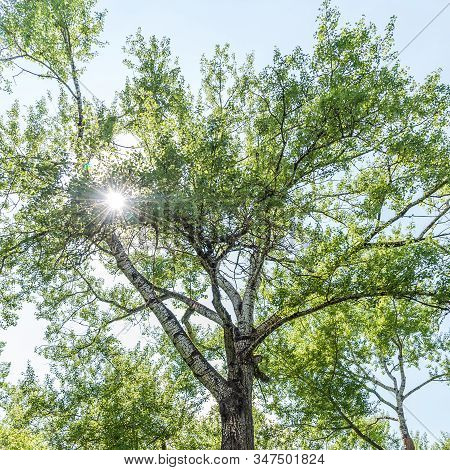 White Poplar Tree Against The Blue Perfect Sky In Spring Sunny Day. High Tree With White Bark Aspen