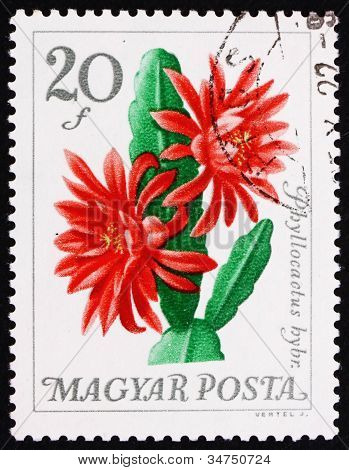 Postage stamp Hongarije 1965 bloem, Phyllocactus Hybrida, Cactus