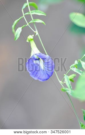 Clitoria Ternatea Or Blue Pea, Butterfly Pea