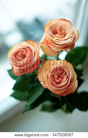 Beautiful Orange Roses Close-up.international Womens Day. March 8.