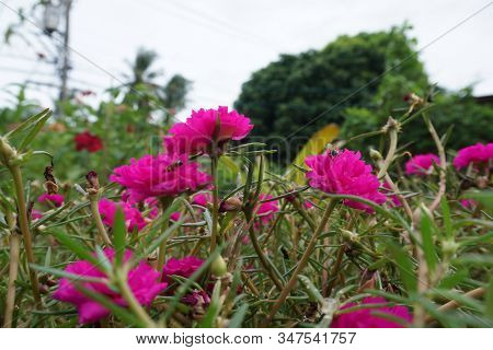 Close Up Image Of Beautiful Verdolaga In The Garden Also Known As Common Purslane, Pigweed, Little H
