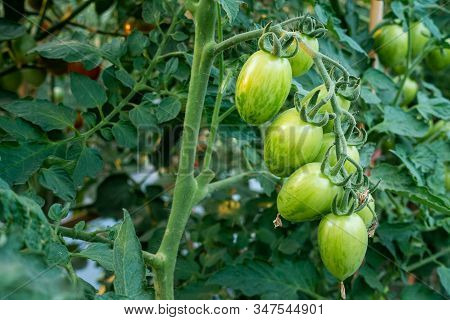Ripe Red And Green Tomatoes On Tomato Tree In The Thai Garden.