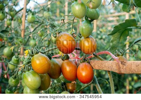 Ripe Red And Green Tomatoes On Tomato Tree In The Thai Garden.