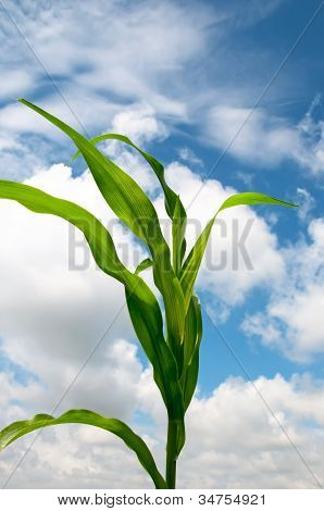 Bulutlu yaz gökyüzü karşı yalnız Cornstalk