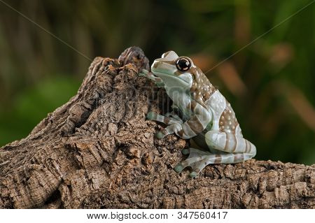 Mission Golden-eyed Tree Frog (trachycephalus Resinifictrix) Perched On A Thick Branch