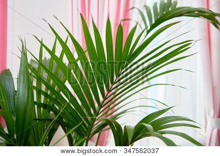 Exotic Tropical Areca Palm Leaves, Copy Space. Green Leaves Of Palm Plant At Home. Exotic Plant. Flo