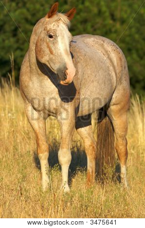 Pferd Schönheit