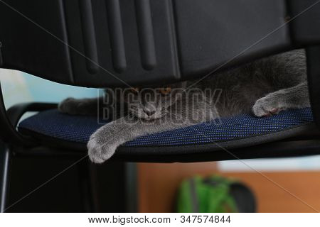 Paws Of The Sleeping, Striped, Domestic British Kitten Hiding At Chair