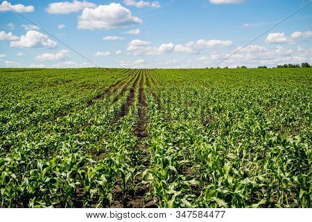 Summer Corn Plantation Young Sprouts Up To The Horizon. Agritourist Walks In The Sky And Field