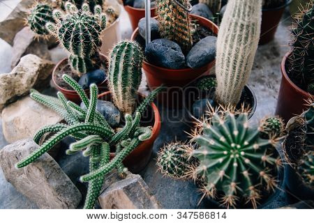 Big Cactus In The Pots. Funny Cactus For Home Decoration.