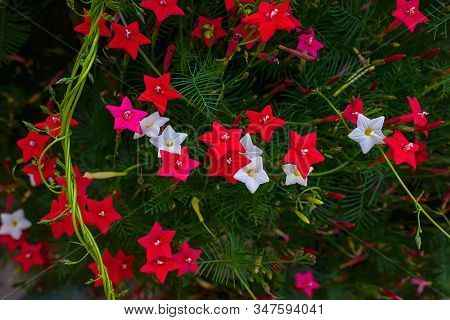 Ipomoea Quamoclit Cypress Vine. Tropical Plant In The Form Of A Star White, Scarlet And Pink