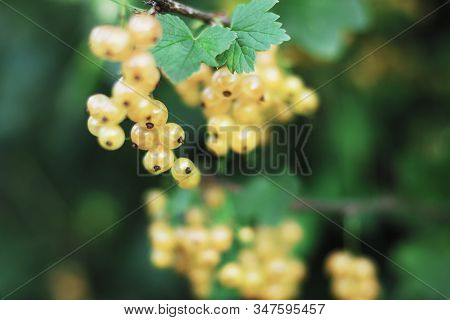 Twigs Of Ripe Translucent White Currant On A Bush In Summer Garden, Selective Focus, Blurred Soft Gr