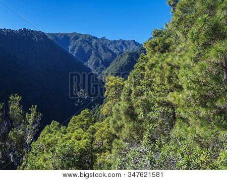 View On Beautiful Lush Lanscape From Hiking Trail Barranco De La Madera With Pine Tree Forest, Ravin
