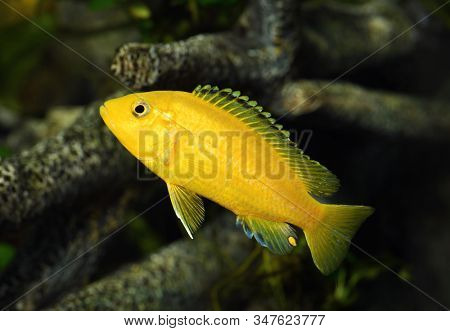 African cichlid Labidochromis caeruleus, female