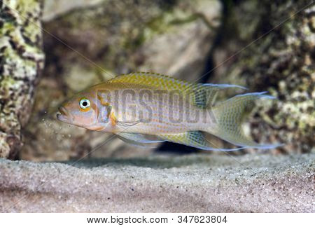 African cichlid Neolaprologus pulcher, male