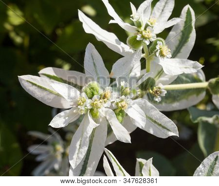 Euphorbia Marginata (snow-on-the-mountain, Smoke-on-the-prairie, Variegated Spurge, Whitemargined Sp