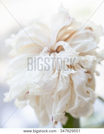 Faded White Peony Flower. Withered Petals. Close-up.