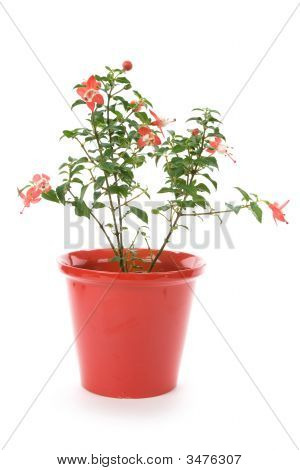 Fiore fucsia
