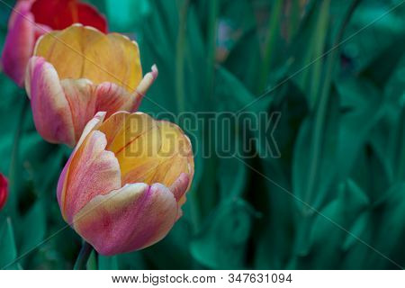 Beautiful Bright Red Tulips In The Photo With A Blurred Background And Soft Focus Trick For Greeting