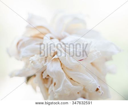 Faded White Peony Flower. Withered Petals. Close-up.
