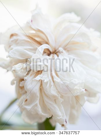 Faded White Peony Flower. Withered Petals. Close-up.