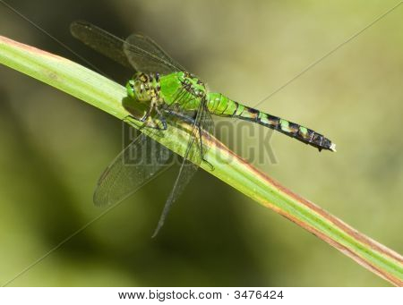 Samice běžné Pondhawk (Erythemis Simpliciollis)