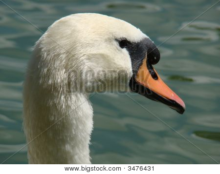 Detail hlavy Swan