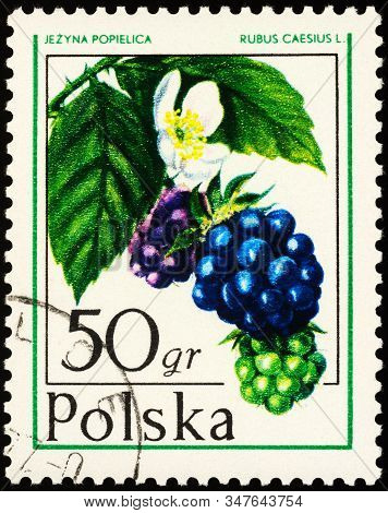 Moscow, Russia - January 26, 2020: Stamp Printed In Poland Shows Dewberries, Or Blackberries (rubus 