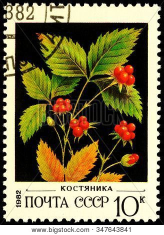Moscow, Russia - January 26, 2020: Stamp Printed In Ussr (russia) Shows Shrub Of Stone Bramble Or St
