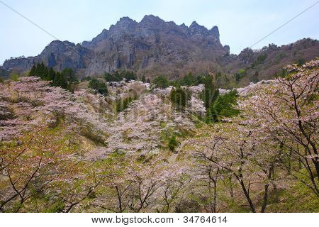 Cherry Tree And Craggy Mountain