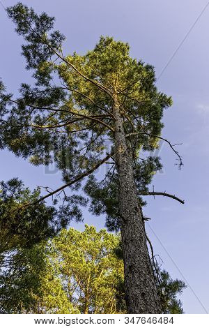 Scots Pine (pinus) On The Blue Sky - Lubiatowo, Pomerania, Poland