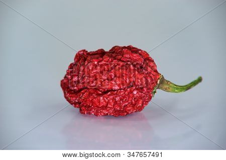 Trinidad Moruga Scorpion (capsicum Chinense) Is An Extremely Hot Chilli Pepper Originating In The Mo