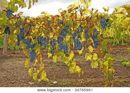 Uvas de otoñales