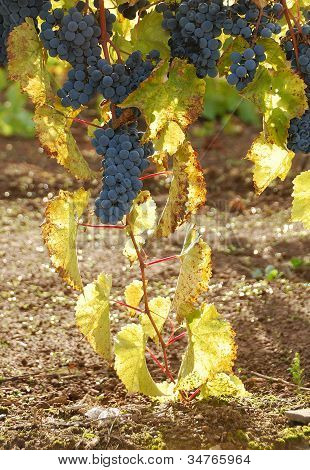 Uvas de otoñales