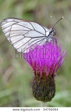 Aporia Crataegi