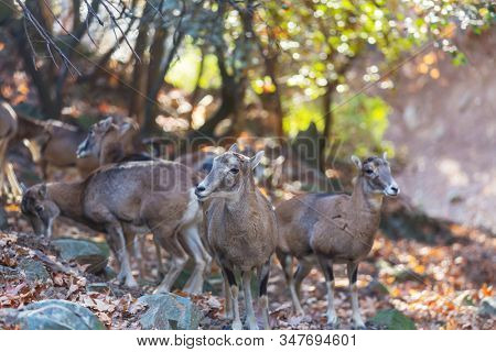 Wild moufflon in Cyprus forest