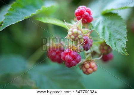 Red And Green Raspberries (rubus) On The Raspberry Bush In The Garden. Close-up.