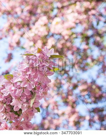Pink Spring Blossom. Blooming Branches In The Garden. Close-up.