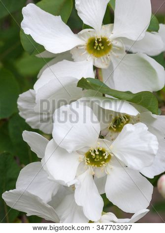 White Spring Blossom. Blooming Branches In The Garden. Close-up.