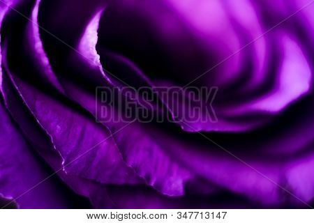 Defocused Blur Violet Petals, Abstract Romance Background. Soft Flower Card. Pastel Gentle Colors Sh