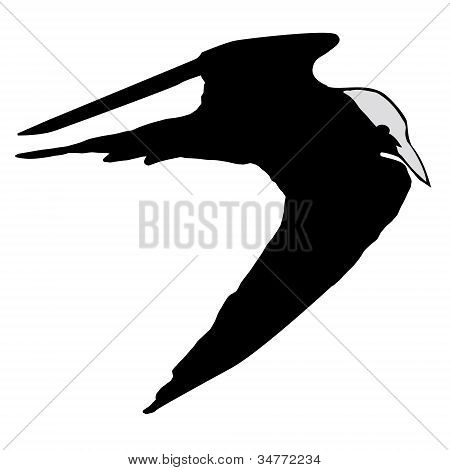 Silhouette der Seeschwalbe