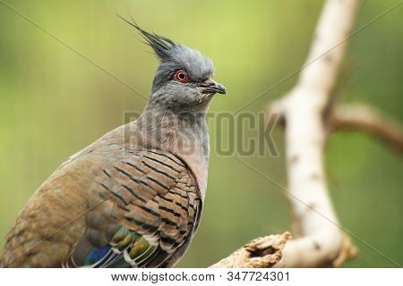 Crested Pigeon, Scientific Name Is Ocyphaps Lophotes.