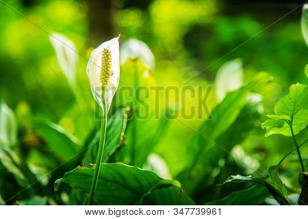 White Flower Of Peace Lily Or White Sails Or Spathe Flower (spathiphyllum Wallisii) Close Up With Na