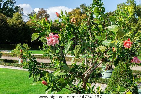 Walking In The Palace Garden Of Charlottenburg On An Autumn Day, Beautiful Flower Beds With Flowers,