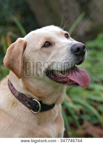 A Shot Of A Lovely Flat Coated Labrador In The Garden.