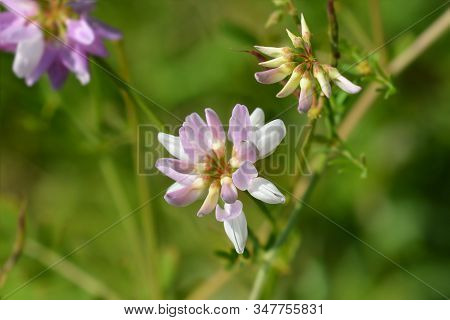 Purple Crown Vetch - Latin Name - Securigera Varia (coronilla Varia)