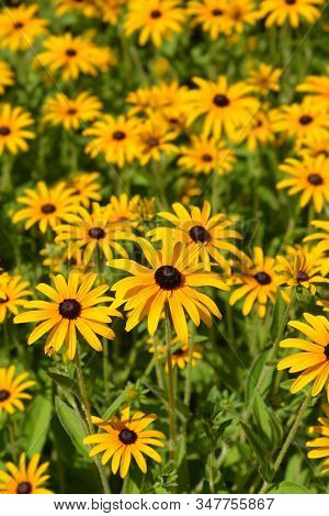Deams Coneflowers - Latin Name - Rudbeckia Fulgida Var. Deamii (syn. Rudbeckia Deamii)