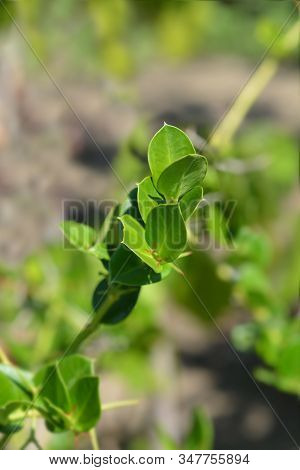 Natal Plum Leaves - Latin Name - Carissa Macrocarpa